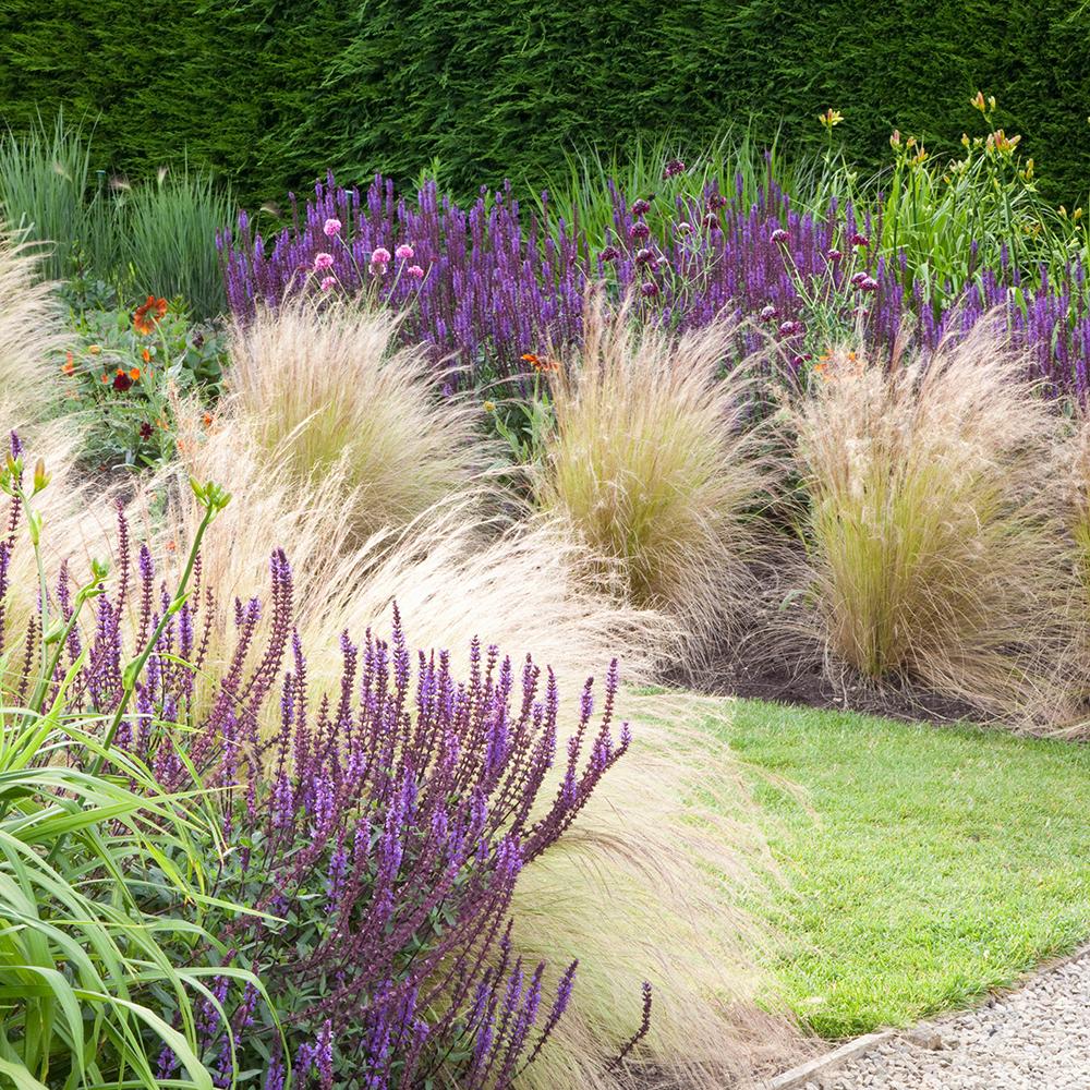 Iarba ornamentala coada de Ponei (Stipa Tenuissima Pony Tails), frunzis fin, matasos, asemanator unei coame de cal, crestere rapida - Image 4