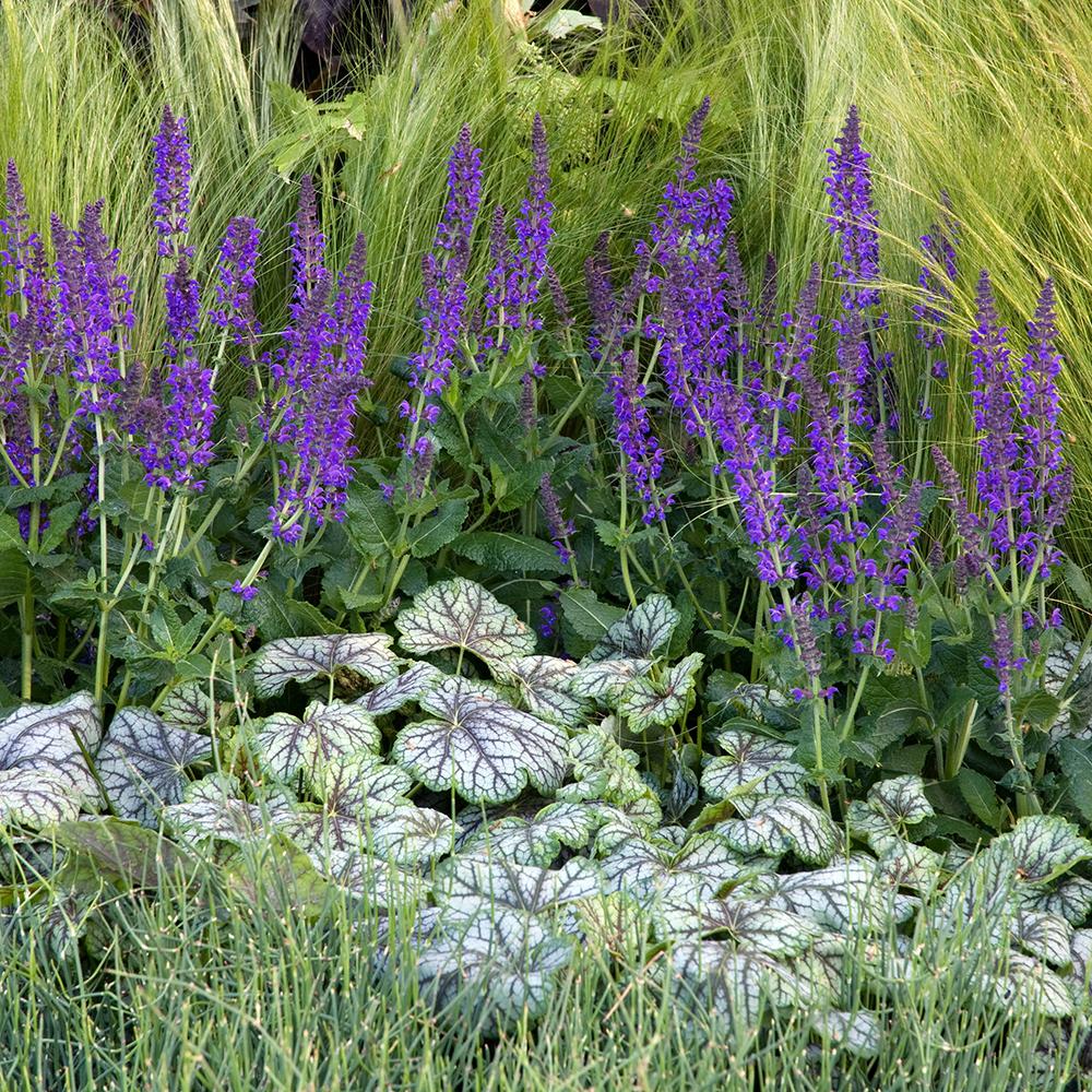 Iarba ornamentala coada de Ponei (Stipa Tenuissima Pony Tails), frunzis fin, matasos, asemanator unei coame de cal, crestere rapida - Image 5