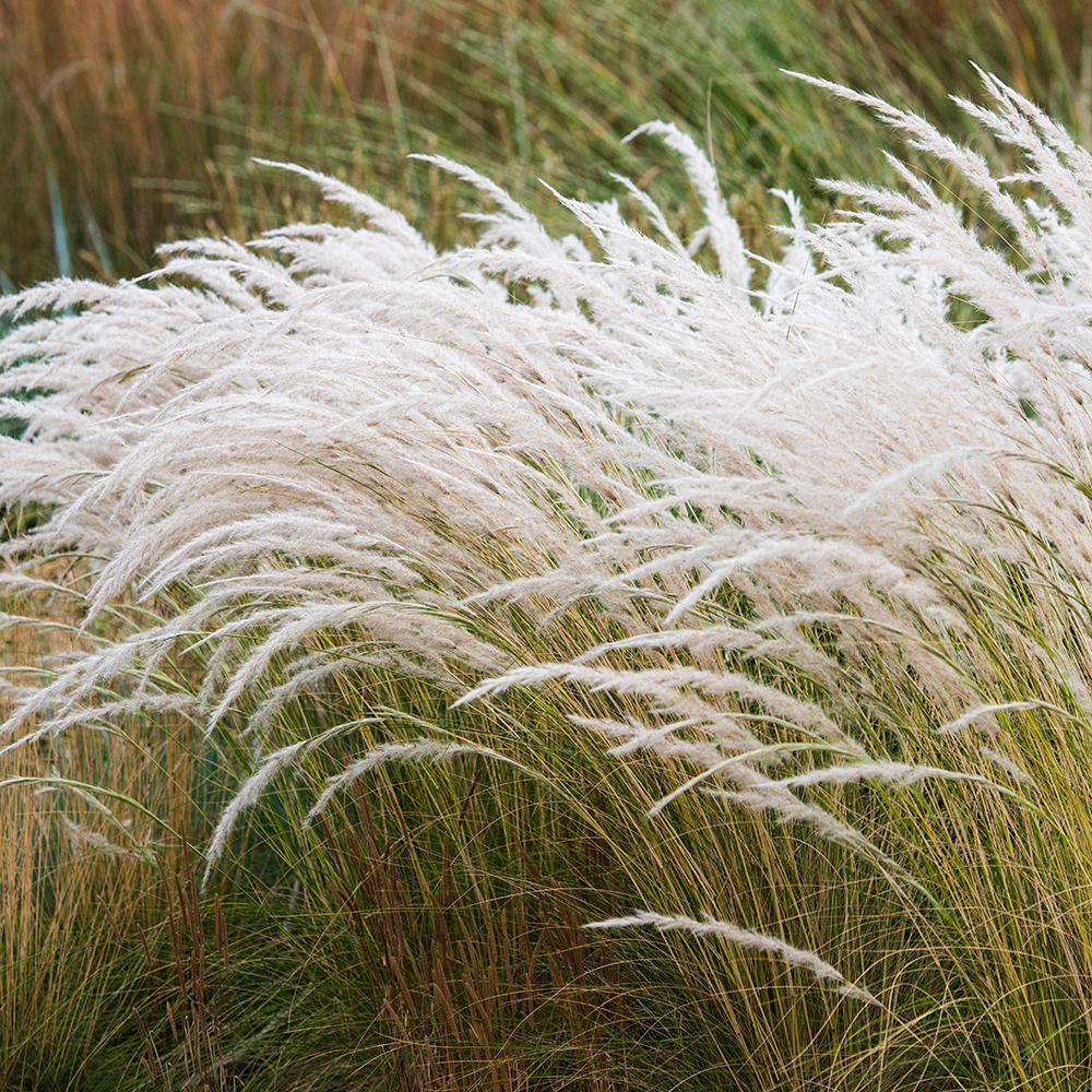 Iarba ornamentala coada de Ponei (Stipa Tenuissima Pony Tails), frunzis fin, matasos, asemanator unei coame de cal, crestere rapida - Image 9