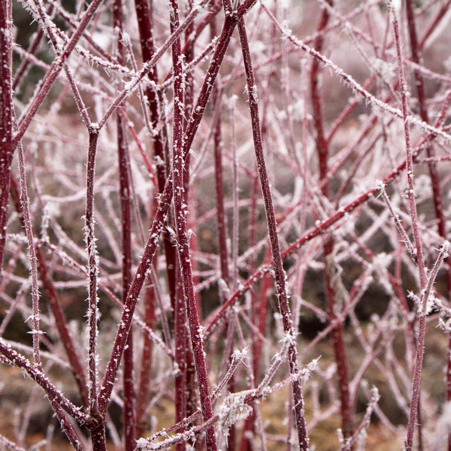 Cornus Alba Elegantissima, arbust ornamental cu frunze variegate alb-verde si ramuri rosii iarna, gard viu spectaculos sau ca planta solitara - Image 11