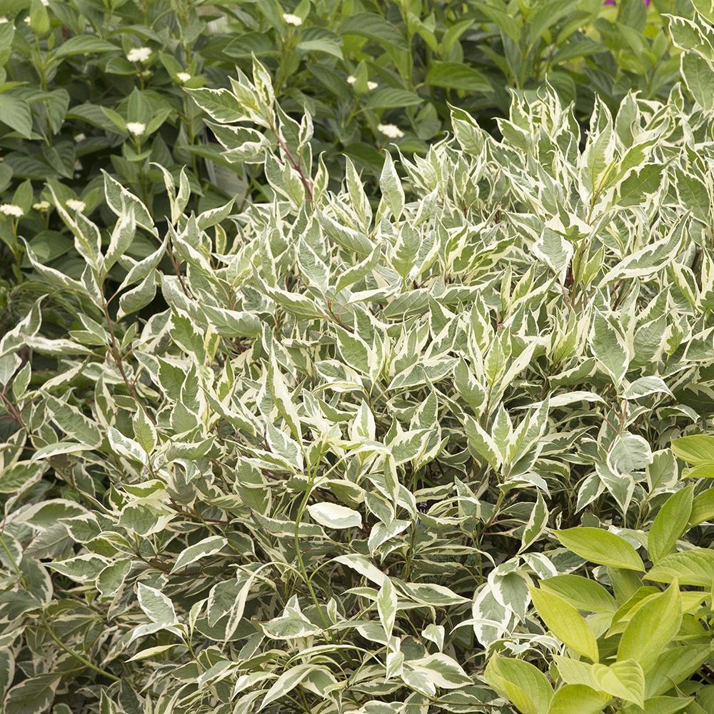 Cornus Alba Elegantissima, arbust ornamental cu frunze variegate alb-verde si ramuri rosii iarna, gard viu spectaculos sau ca planta solitara - Image 12