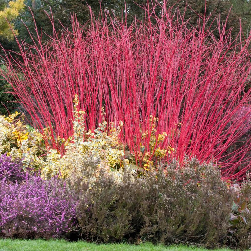 Cornus Alba Elegantissima, arbust ornamental cu frunze variegate alb-verde si ramuri rosii iarna, gard viu spectaculos sau ca planta solitara - Image 15