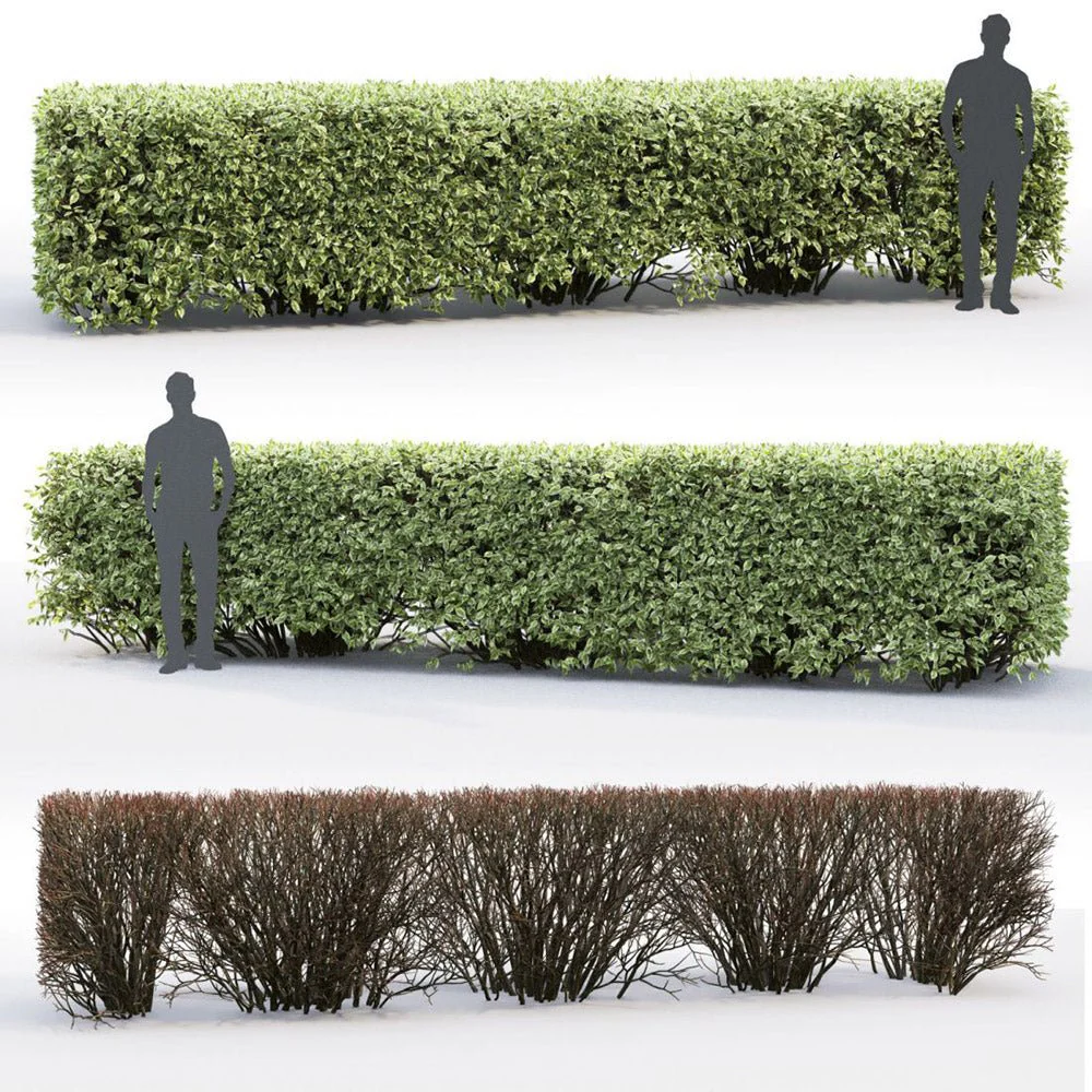 Cornus Alba Elegantissima, arbust ornamental cu frunze variegate alb-verde si ramuri rosii iarna, gard viu spectaculos sau ca planta solitara - Image 17