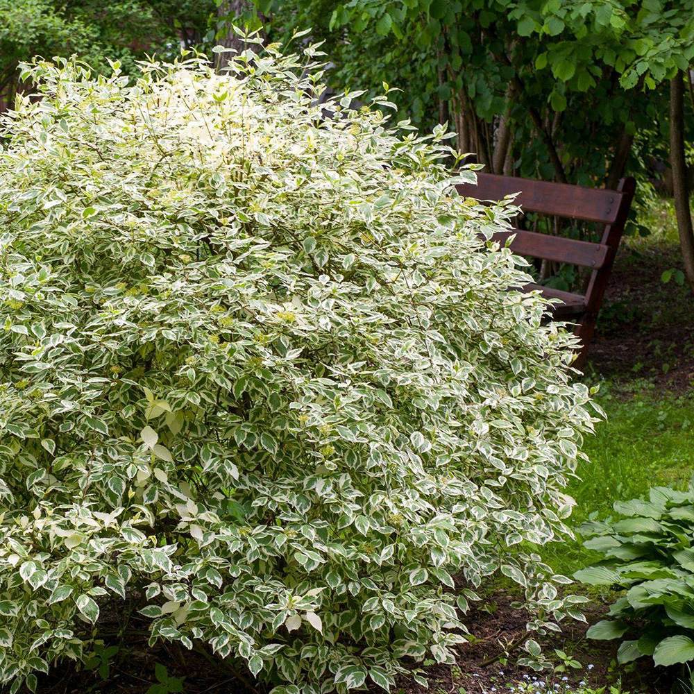 Cornus Alba Elegantissima, arbust ornamental cu frunze variegate alb-verde si ramuri rosii iarna, gard viu spectaculos sau ca planta solitara - Image 3