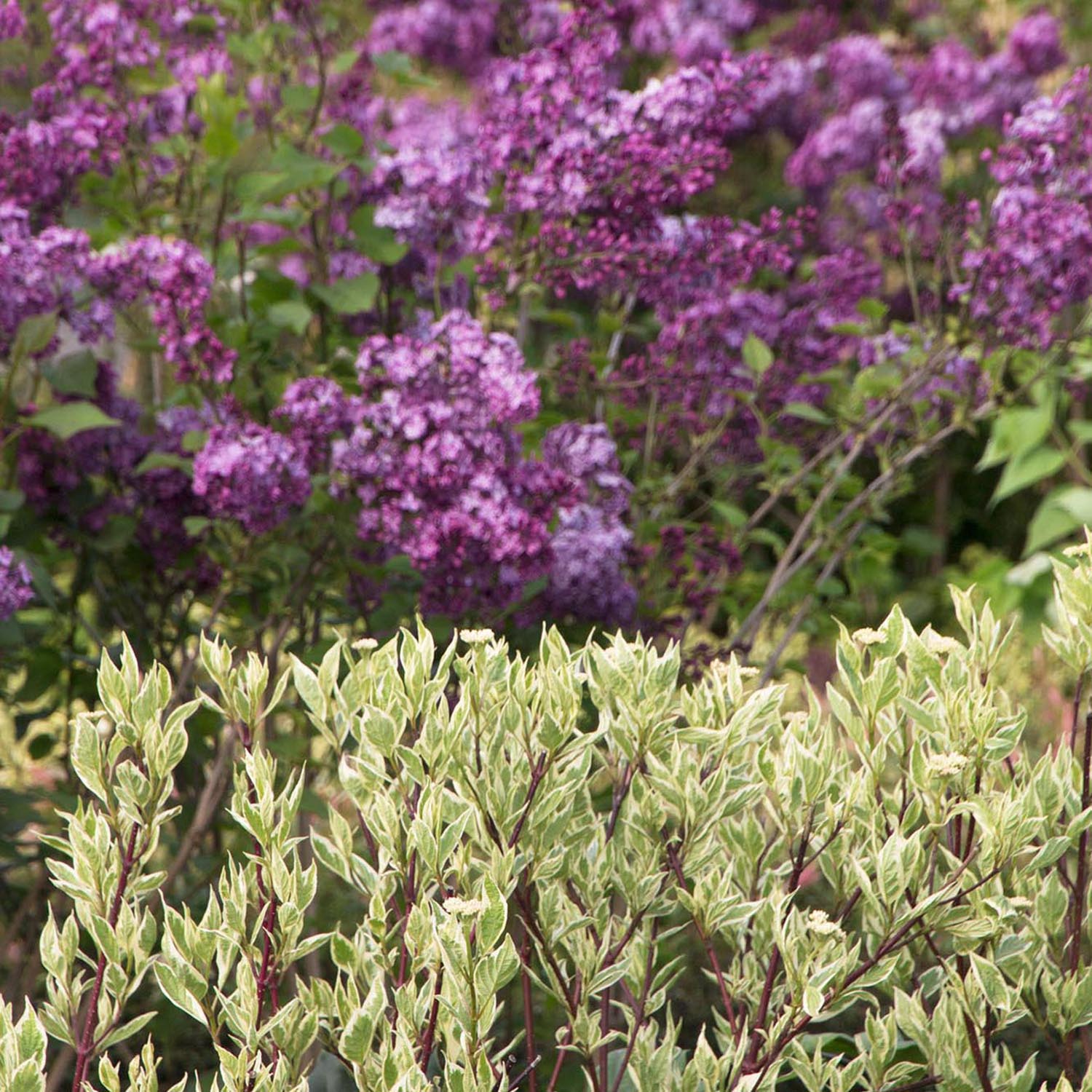 Cornus Alba Elegantissima, arbust ornamental cu frunze variegate alb-verde si ramuri rosii iarna, gard viu spectaculos sau ca planta solitara - Image 7