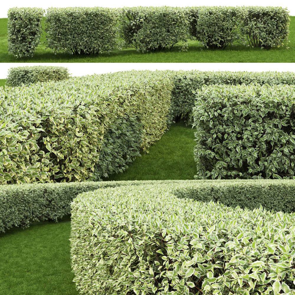 Cornus Alba Elegantissima, arbust ornamental cu frunze variegate alb-verde si ramuri rosii iarna, gard viu spectaculos sau ca planta solitara - Image 8