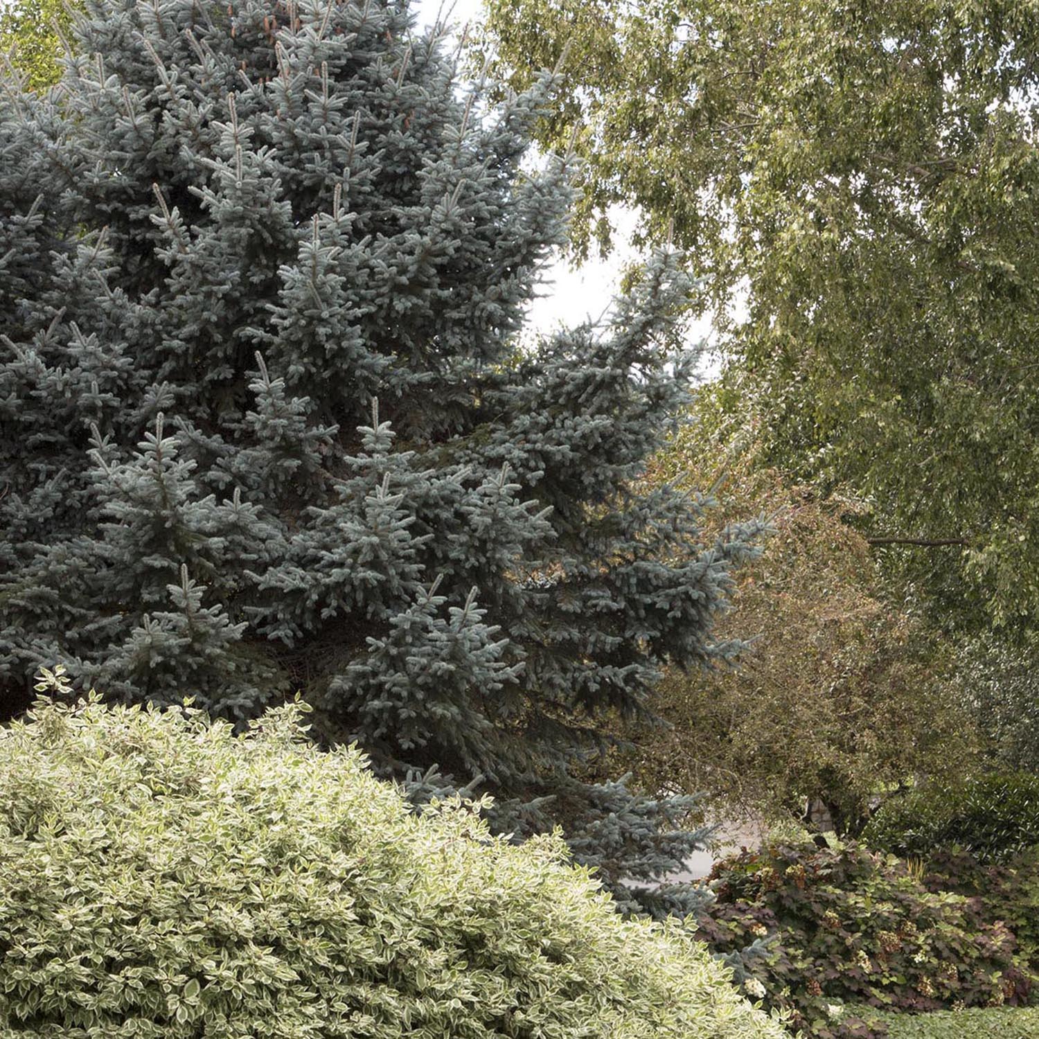 Cornus Alba Elegantissima, arbust ornamental cu frunze variegate alb-verde si ramuri rosii iarna, gard viu spectaculos sau ca planta solitara - Image 9