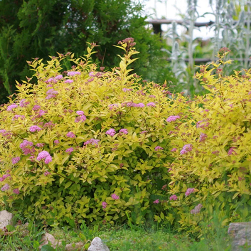 Cununita japoneza auriu Golden Princess, arbust auriu, flori roz, crestere rapida, gard viu jos - Image 3