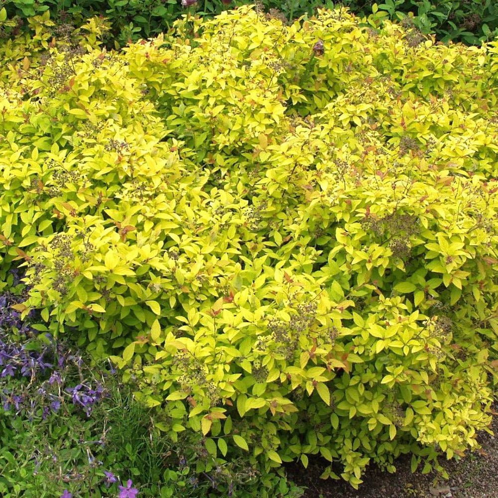 Cununita japoneza auriu Golden Princess, arbust auriu, flori roz, crestere rapida, gard viu jos - Image 4