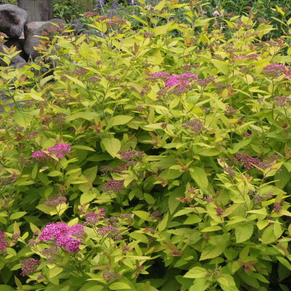 Cununita japoneza auriu Golden Princess, arbust auriu, flori roz, crestere rapida, gard viu jos - Image 5