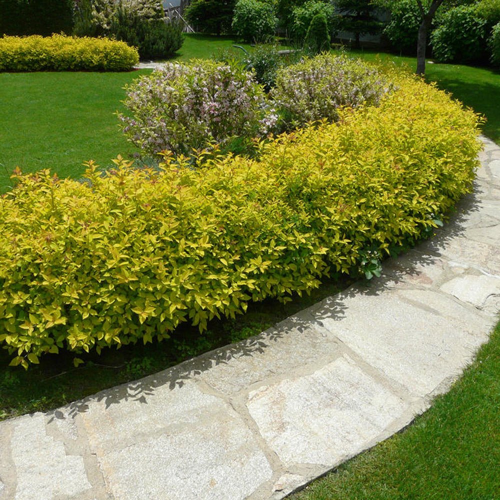 Cununita japoneza auriu Golden Princess, arbust auriu, flori roz, crestere rapida, gard viu jos - Image 6