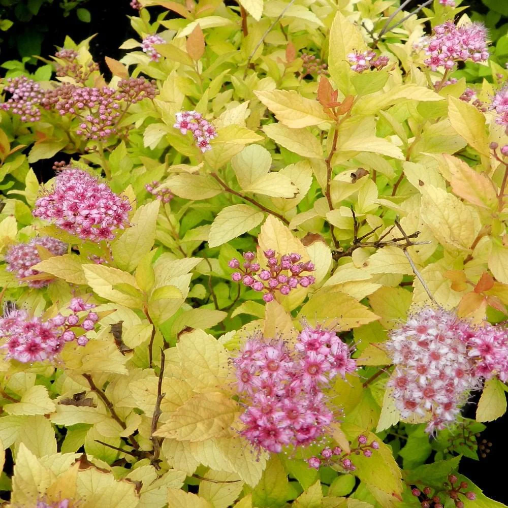 Cununita japoneza auriu Golden Princess, arbust auriu, flori roz, crestere rapida, gard viu jos - Image 7