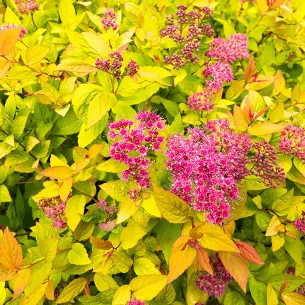 Cununita japoneza auriu Golden Princess, arbust auriu, flori roz, crestere rapida, gard viu jos - Image 8