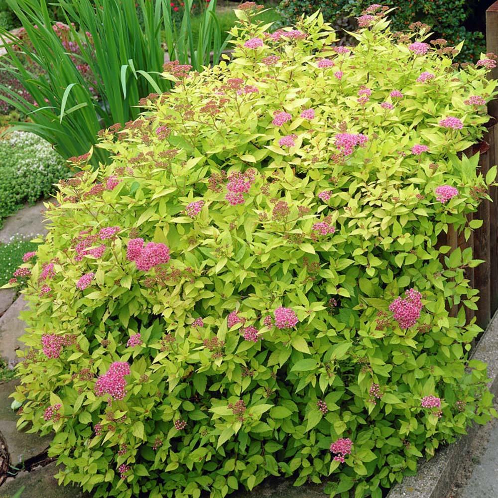 Cununita japoneza auriu Goldflame - Image 5