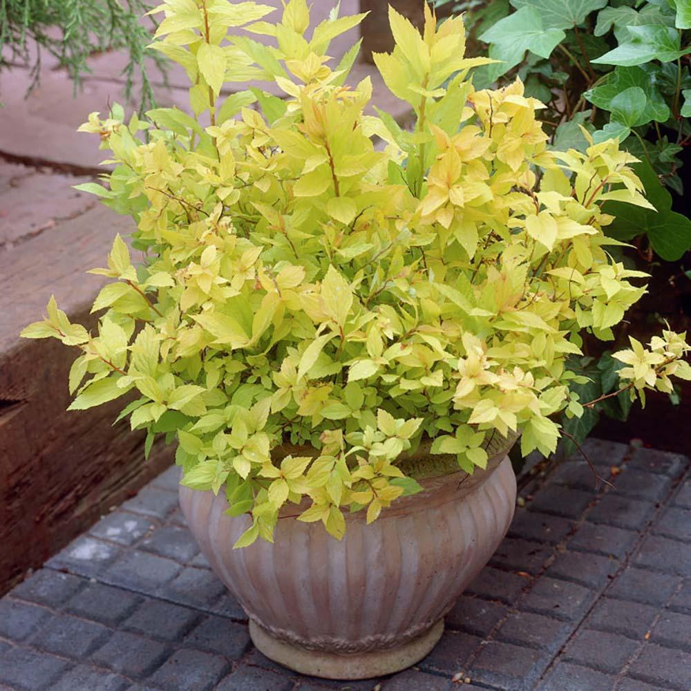 Cununita japoneza auriu Goldflame - Image 6