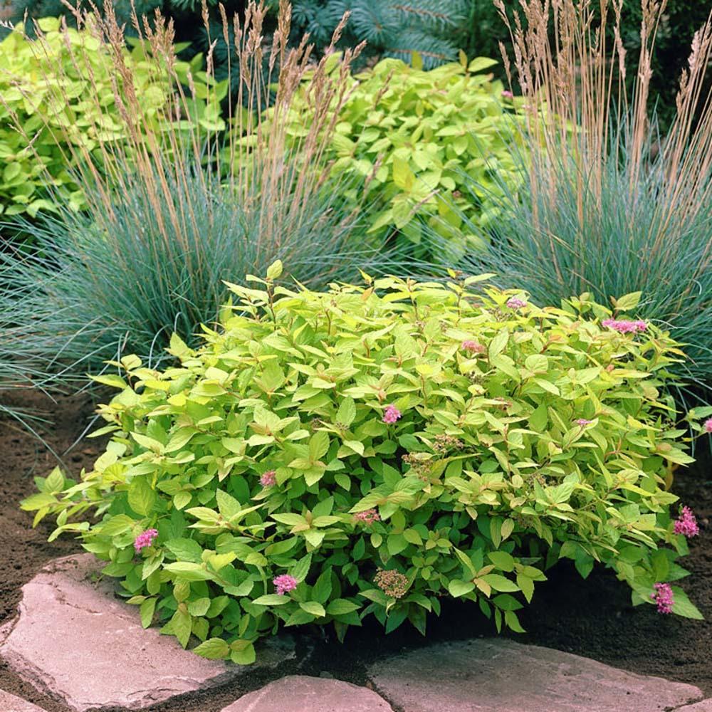 Cununita japoneza auriu Goldflame - Image 7