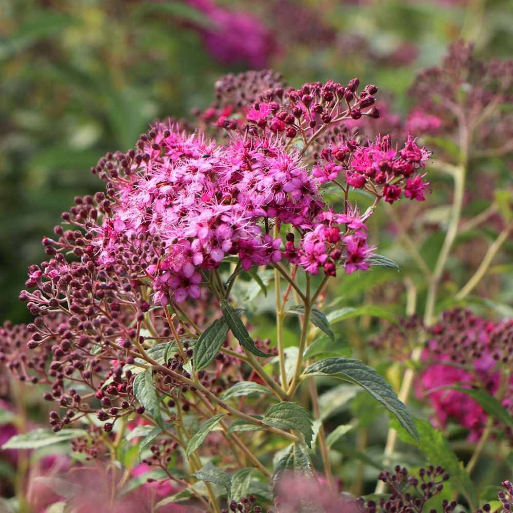 Cununita (Spiraea japonica) Anthony Waterer, arbust decorativ, flori roz, crestere rapida, gard viu mic - Image 10