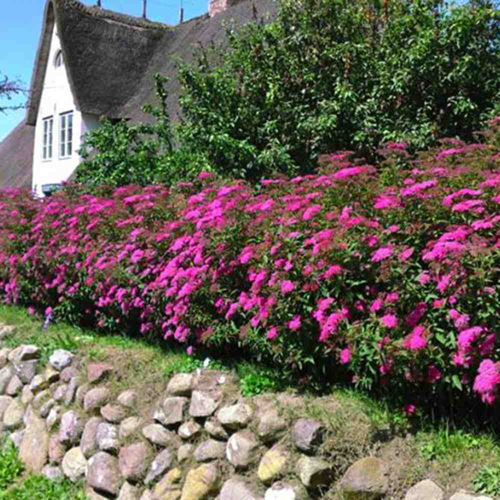 Cununita (Spiraea japonica) Anthony Waterer, arbust decorativ, flori roz, crestere rapida, gard viu mic - Image 3
