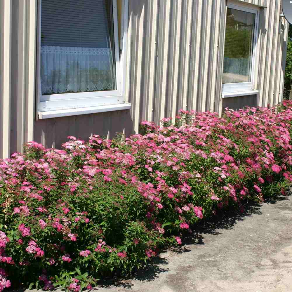 Cununita (Spiraea japonica) Anthony Waterer, arbust decorativ, flori roz, crestere rapida, gard viu mic - Image 5
