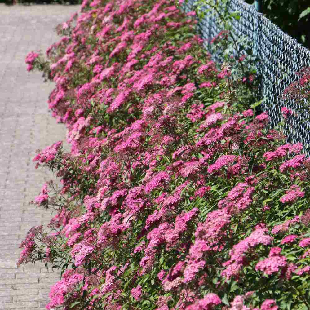 Cununita (Spiraea japonica) Anthony Waterer, arbust decorativ, flori roz, crestere rapida, gard viu mic - Image 6