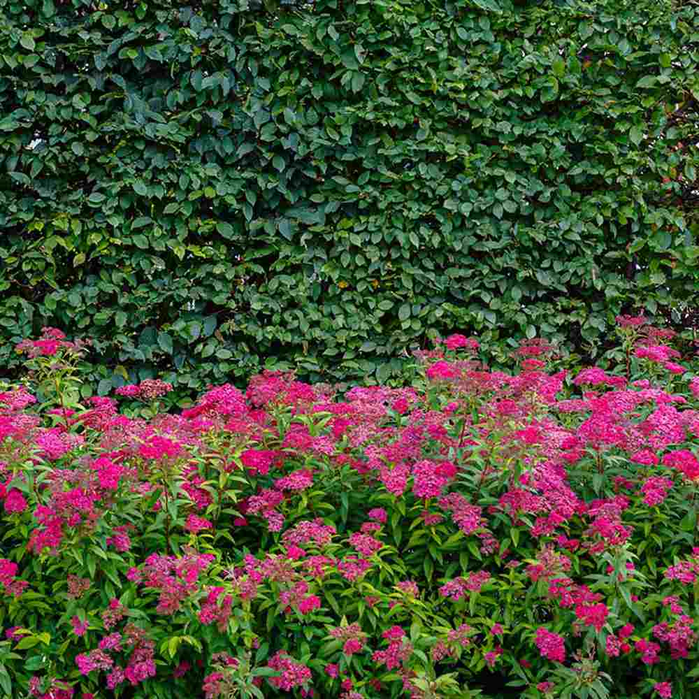 Cununita (Spiraea japonica) Anthony Waterer, arbust decorativ, flori roz, crestere rapida, gard viu mic - Image 7