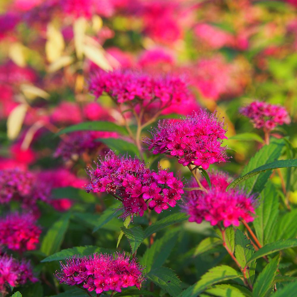 Cununita (Spiraea japonica) Anthony Waterer, arbust decorativ, flori roz, crestere rapida, gard viu mic - Image 9