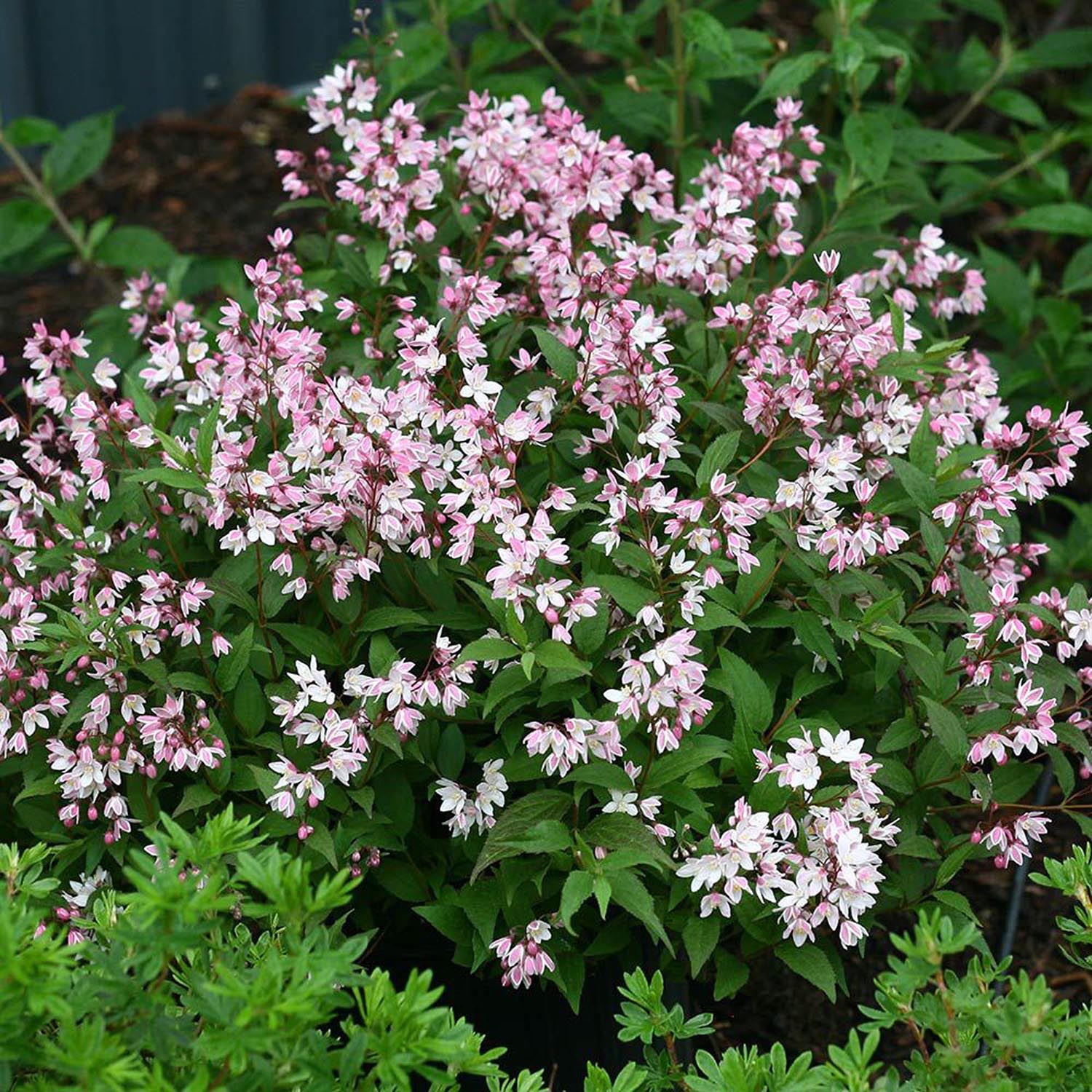 Deutzia Yuki Cherry Blossom - Image 3