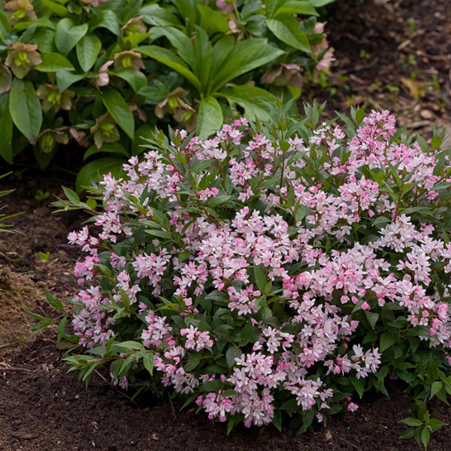 Deutzia Yuki Cherry Blossom - Image 4