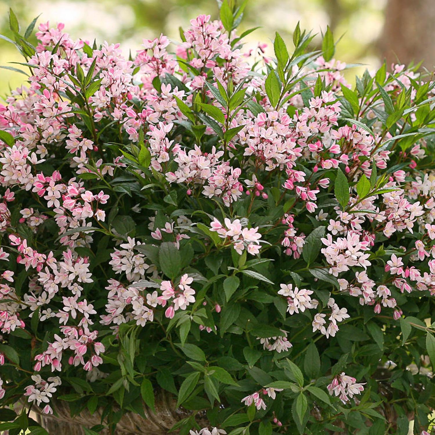 Deutzia Yuki Cherry Blossom - Image 5