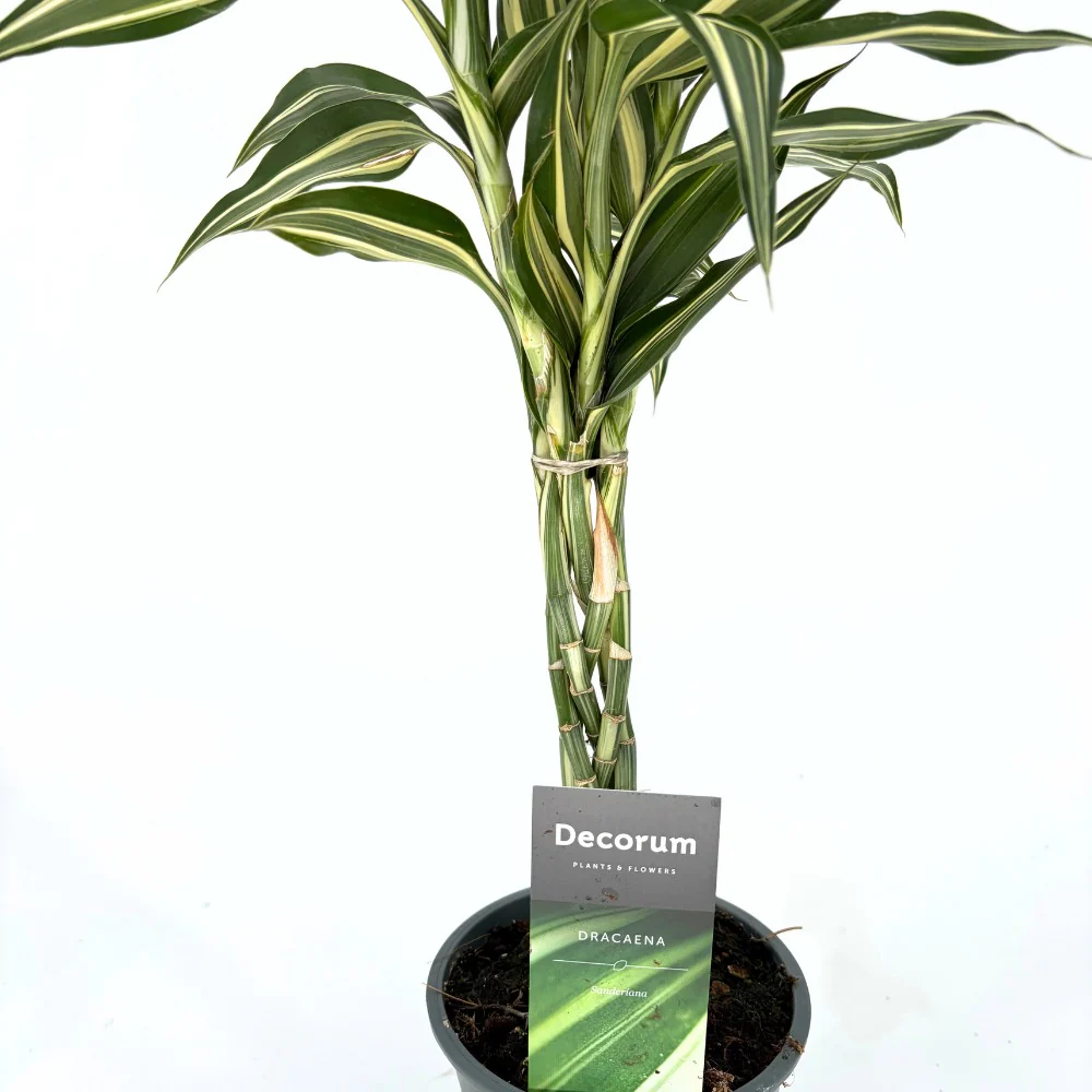 Bambus Norocos/Lucky Dracaena Cintho, 3 tulpini impletite, 50 cm - Image 3