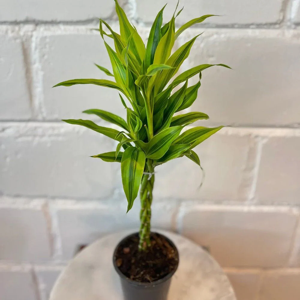 Bambus Norocos/Lucky Dracaena Cintho, 3 tulpini impletite, 50 cm - Image 4