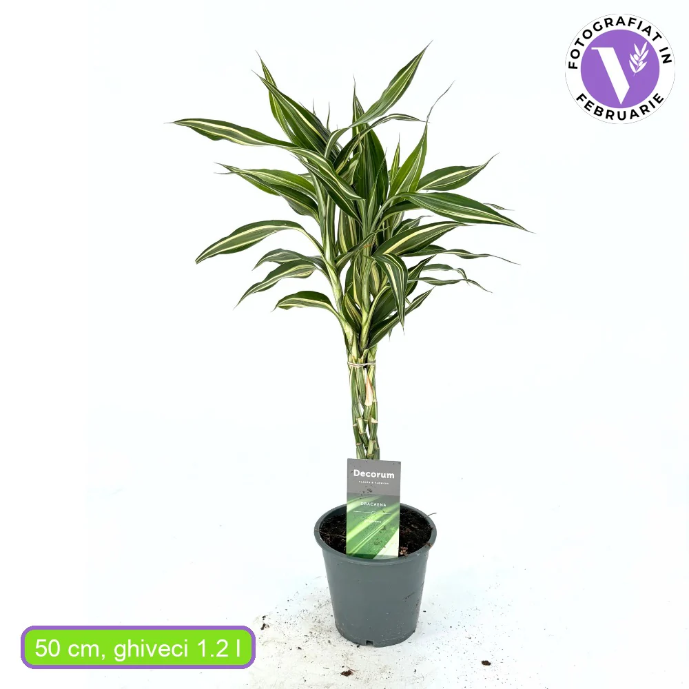 Bambus Norocos/Lucky Dracaena Cintho, 3 tulpini impletite, 50 cm - Image 5