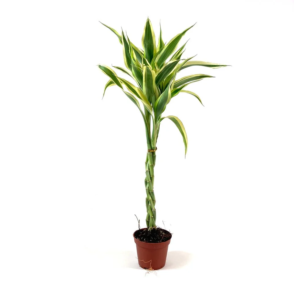 Bambus Norocos/Lucky Dracaena Cintho, 3 tulpini impletite, 50 cm - Image 6