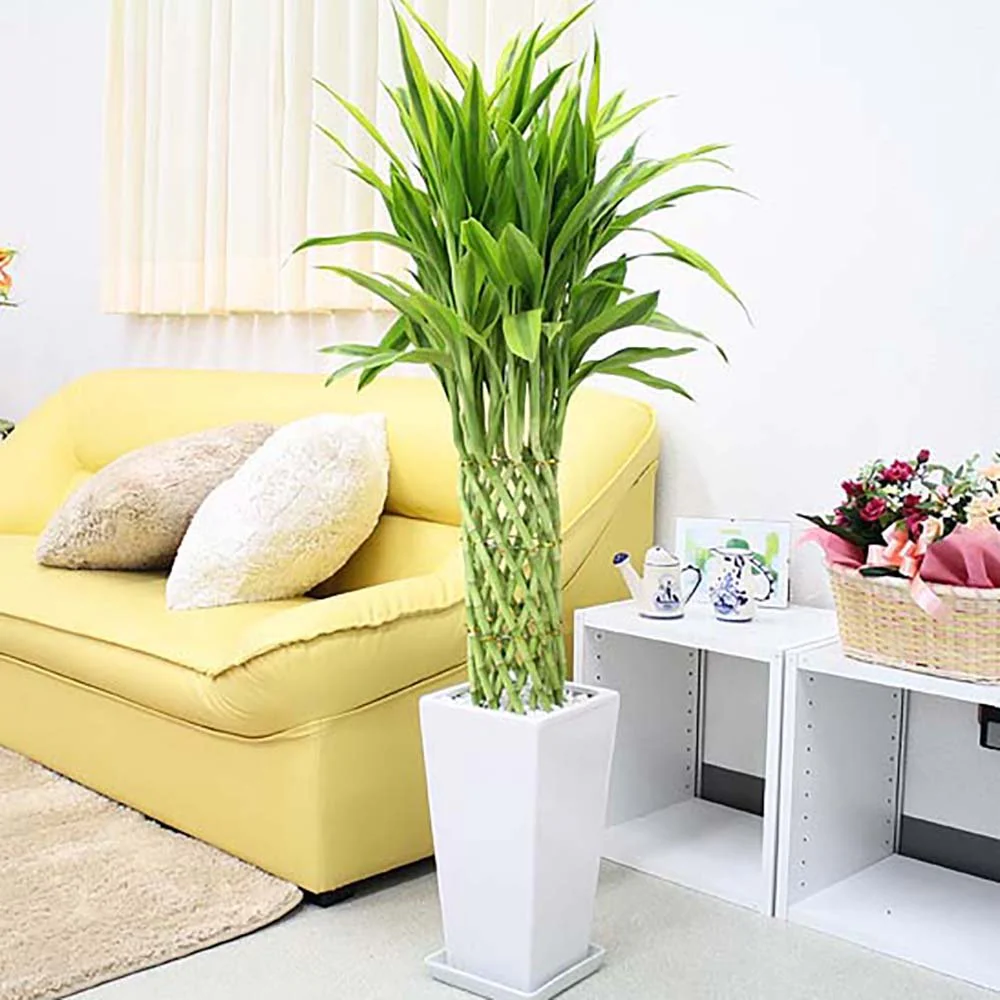 Bambus Norocos/Lucky Dracaena 'Gold' - 70 cm - Image 3