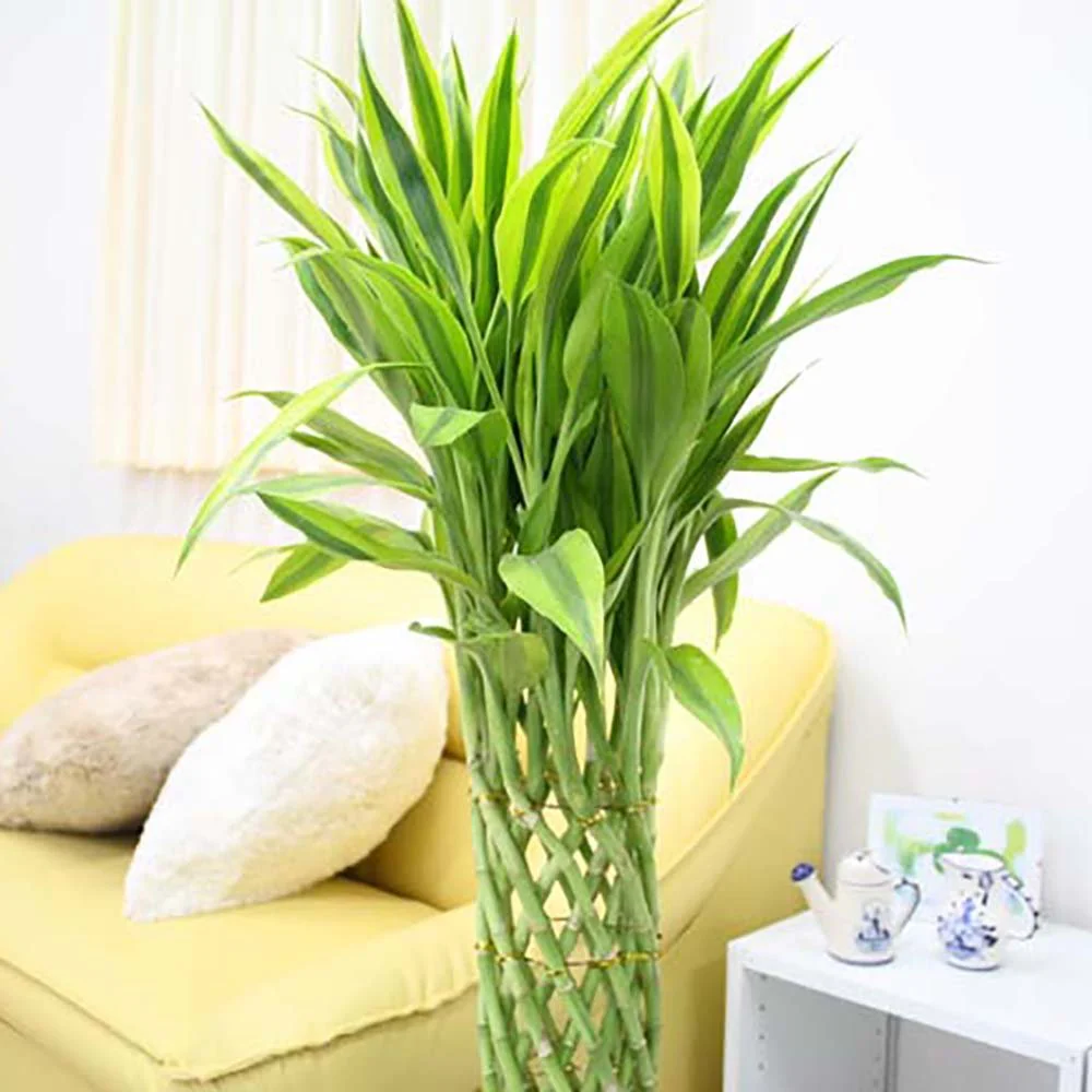 Bambus Norocos/Lucky Dracaena 'Gold' - 70 cm - Image 4