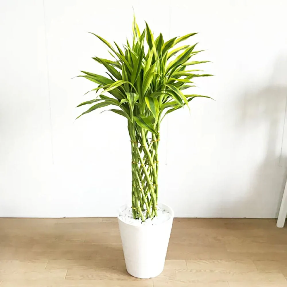 Bambus Norocos/Lucky Dracaena 'Gold' - 70 cm - Image 5