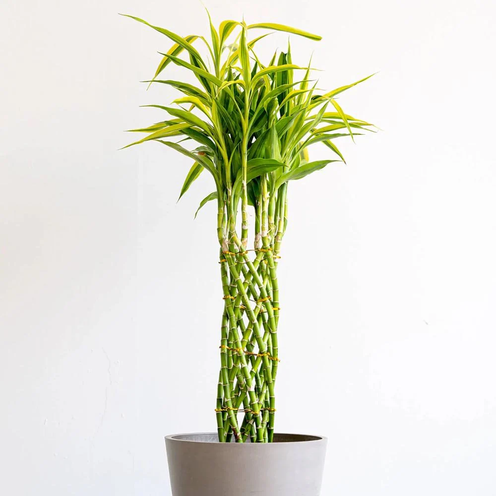 Bambus Norocos/Lucky Dracaena 'Gold' - 70 cm - Image 6