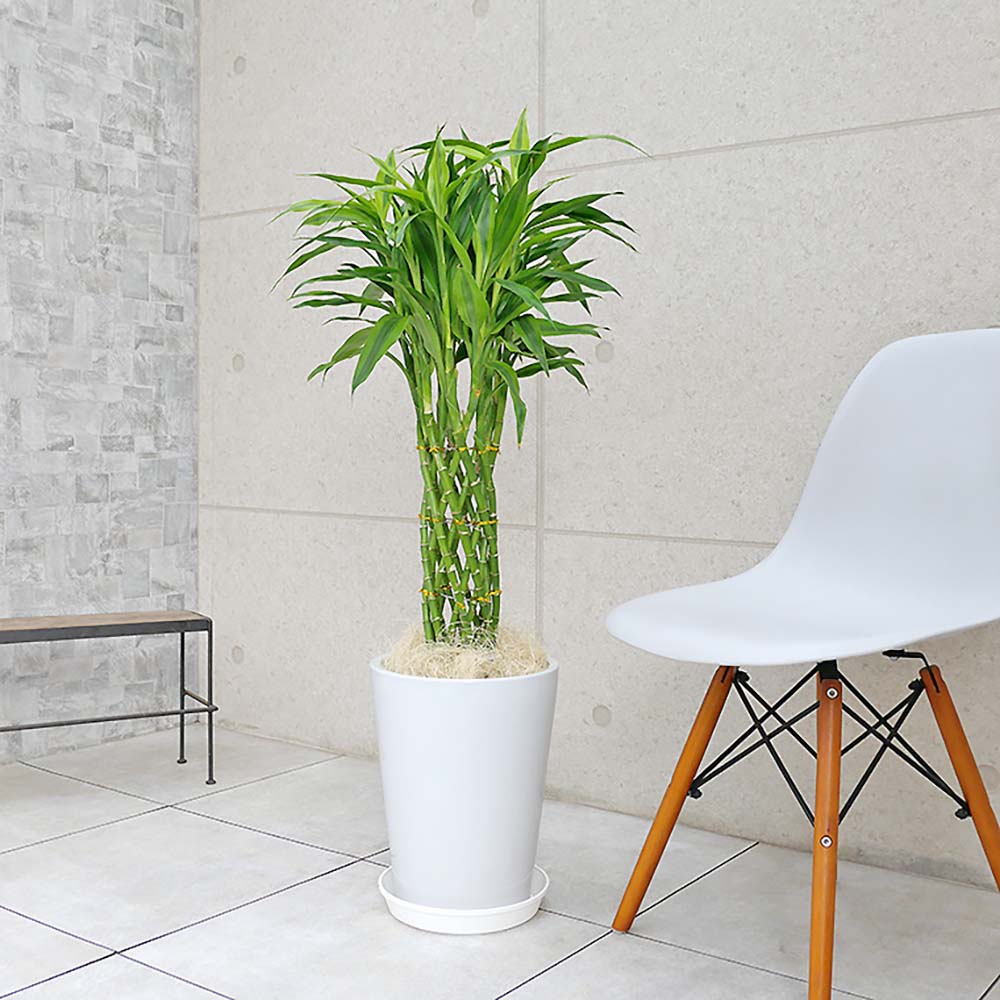 Bambus Norocos/Lucky Dracaena 'Gold' - 70 cm - Image 7