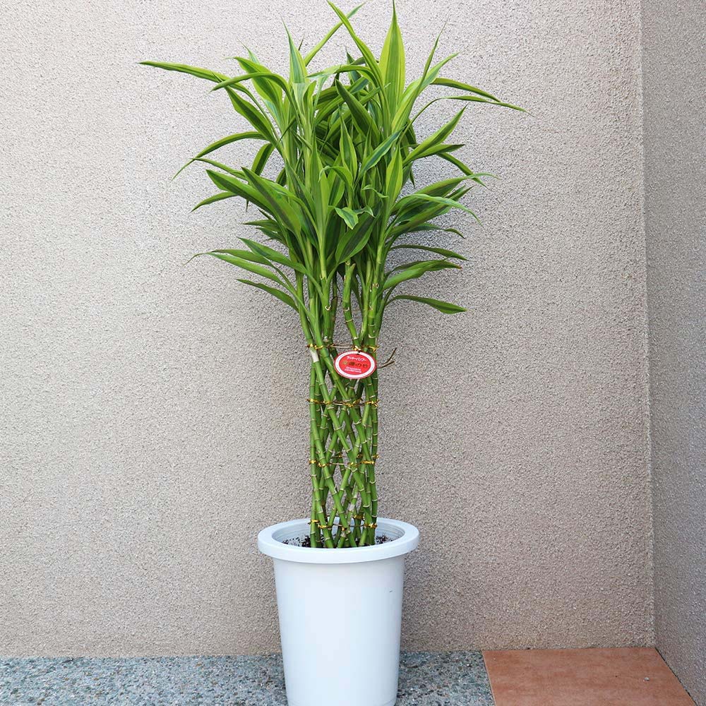 Bambus Norocos/Lucky Dracaena 'Gold' - 70 cm - Image 8