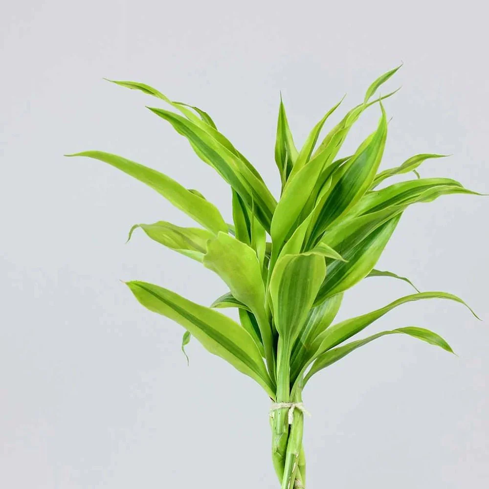 Bambus Norocos/Lucky Dracaena Lemon Lime, 50cm, 3 tulpini impletite - Image 4