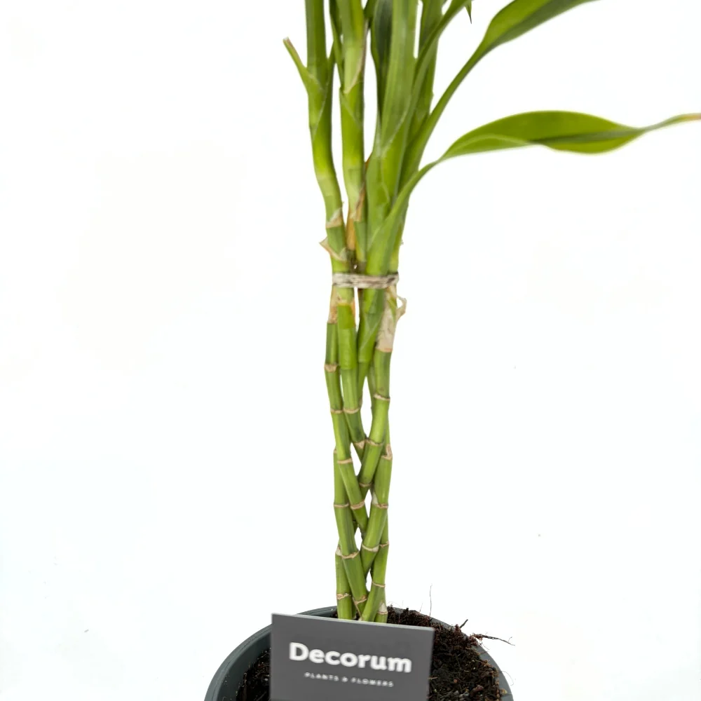 Bambus Norocos/Lucky Dracaena Lemon Lime, 50cm, 3 tulpini impletite - Image 6