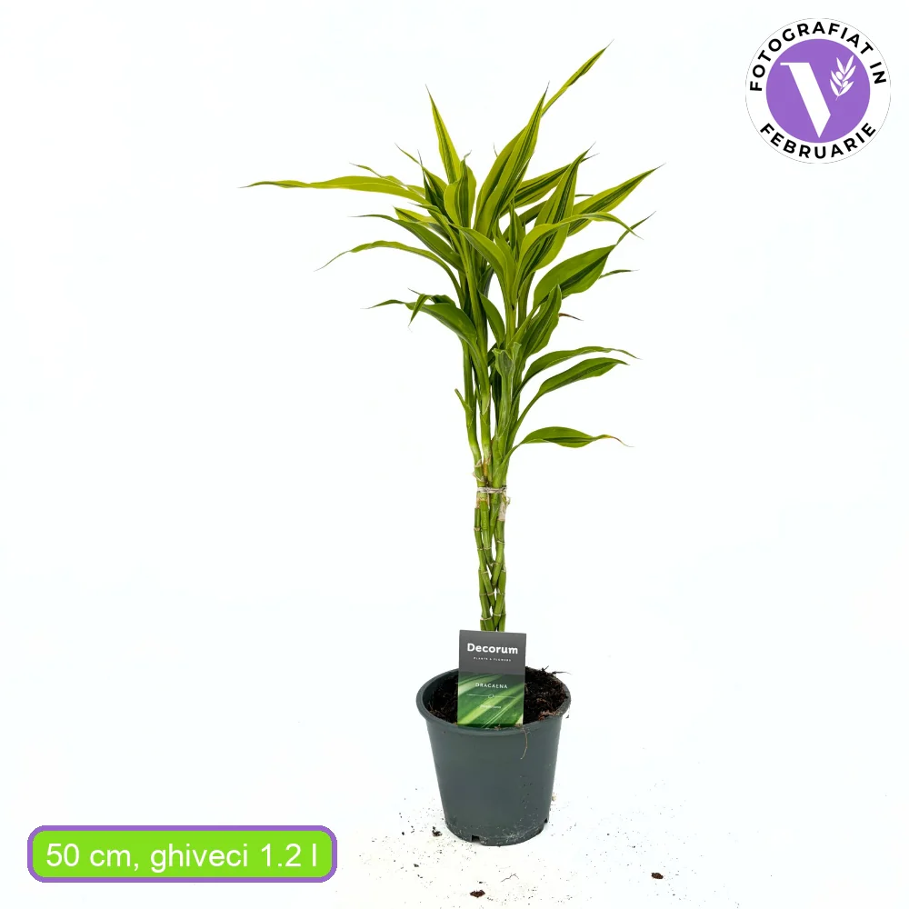 Bambus Norocos/Lucky Dracaena Lemon Lime, 50cm, 3 tulpini impletite - Image 7