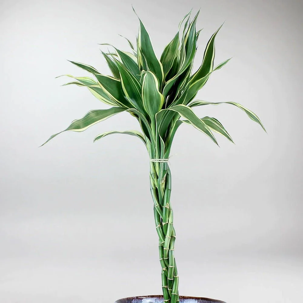 Bambus Norocos/Lucky Dracaena Marginata, 50 cm, 3 tulpini impletite - Image 3