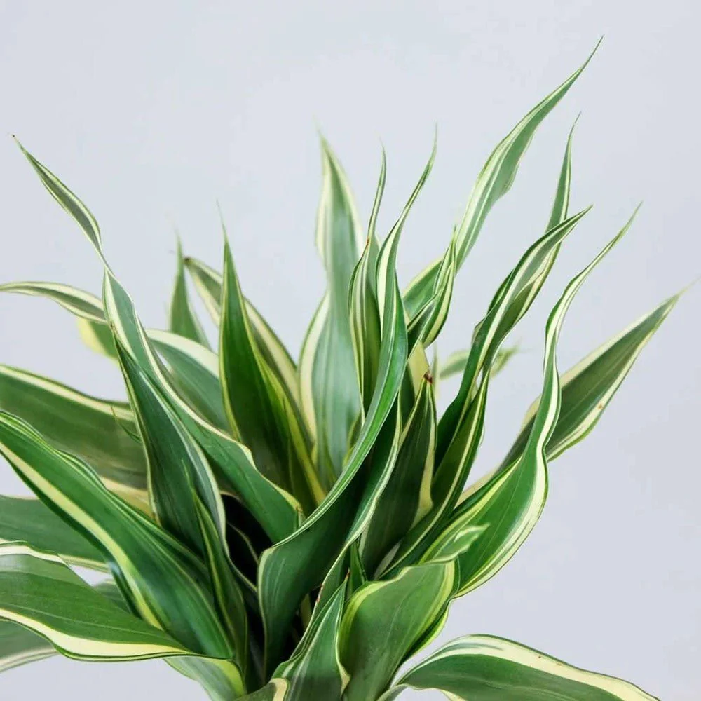 Bambus Norocos/Lucky Dracaena Marginata, 50 cm, 3 tulpini impletite - Image 5