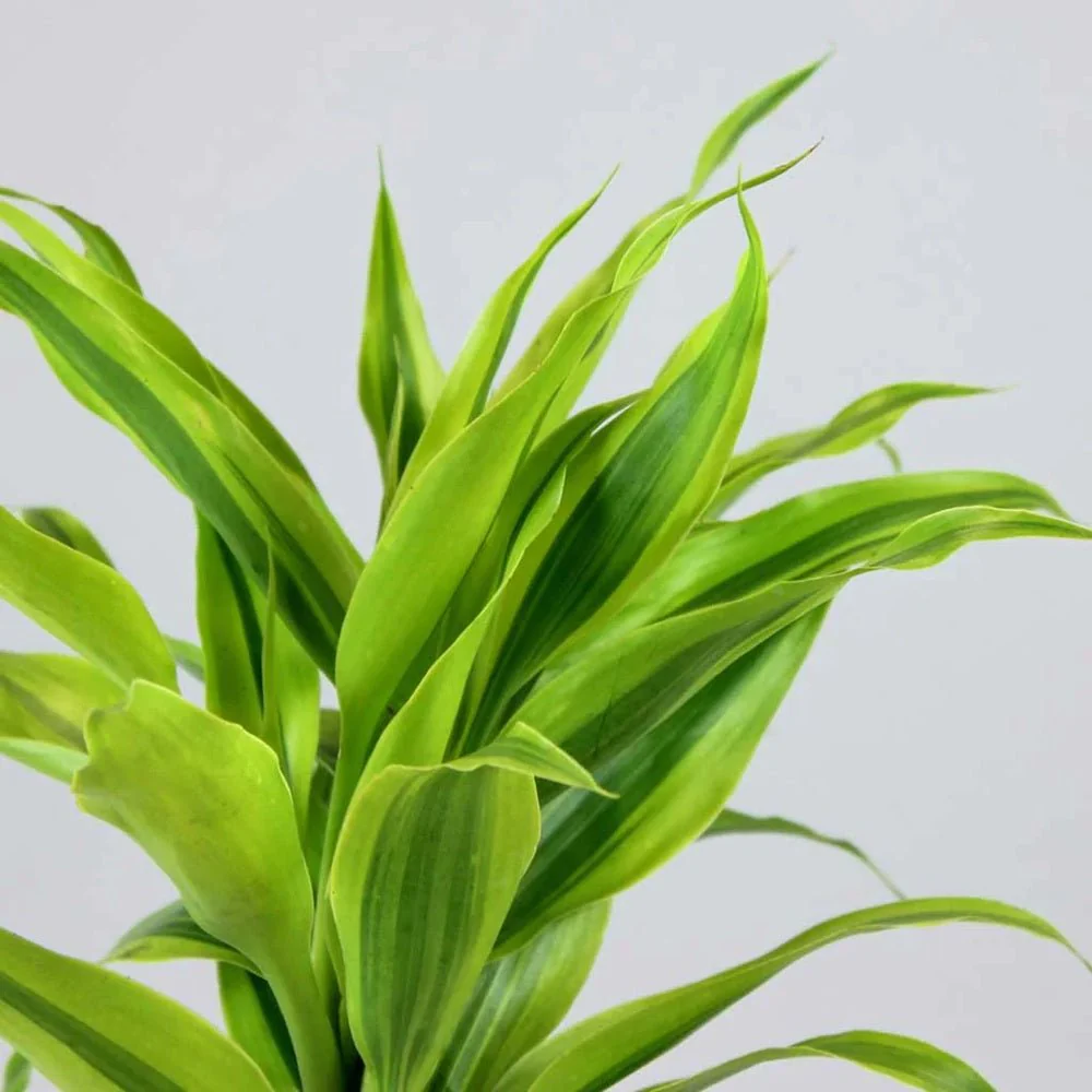 Bambus Norocos/Lucky Dracaena Marginata, 50 cm, 3 tulpini impletite - Image 6