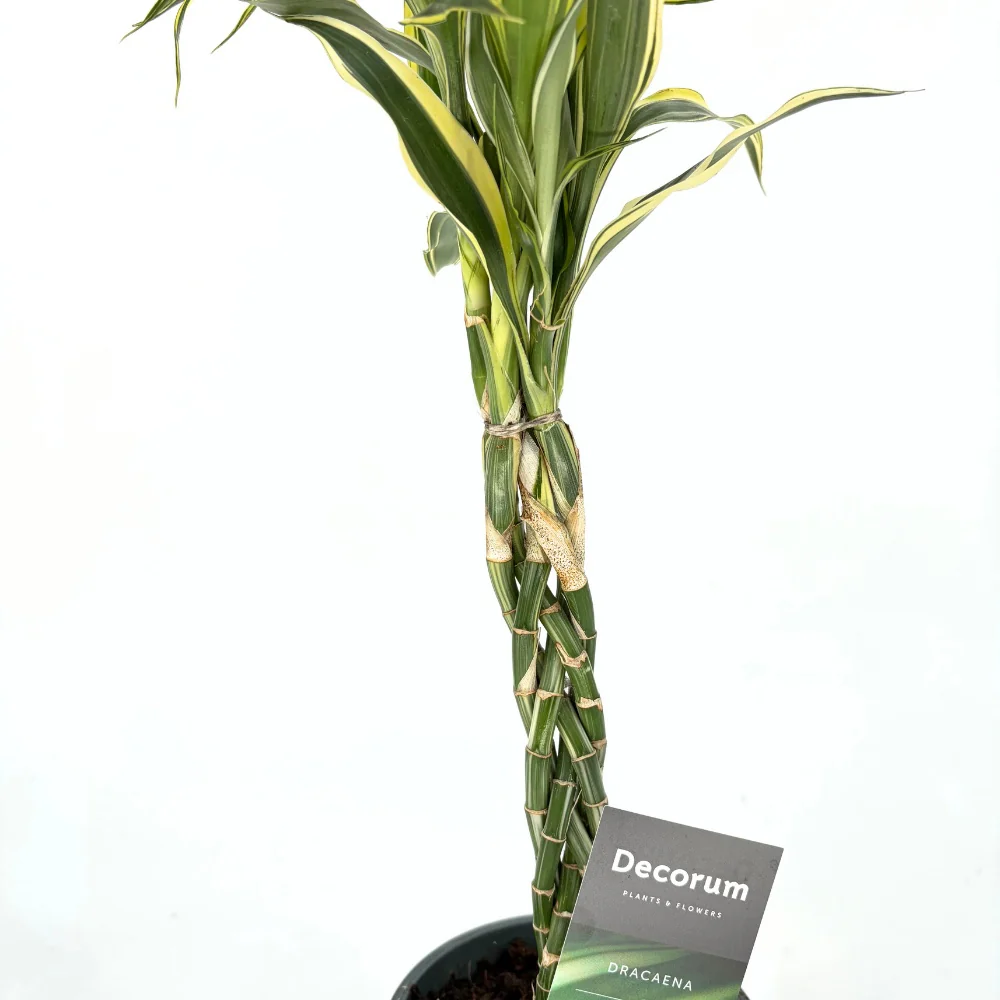 Bambus Norocos/Lucky Dracaena Marginata, 50 cm, 3 tulpini impletite - Image 7