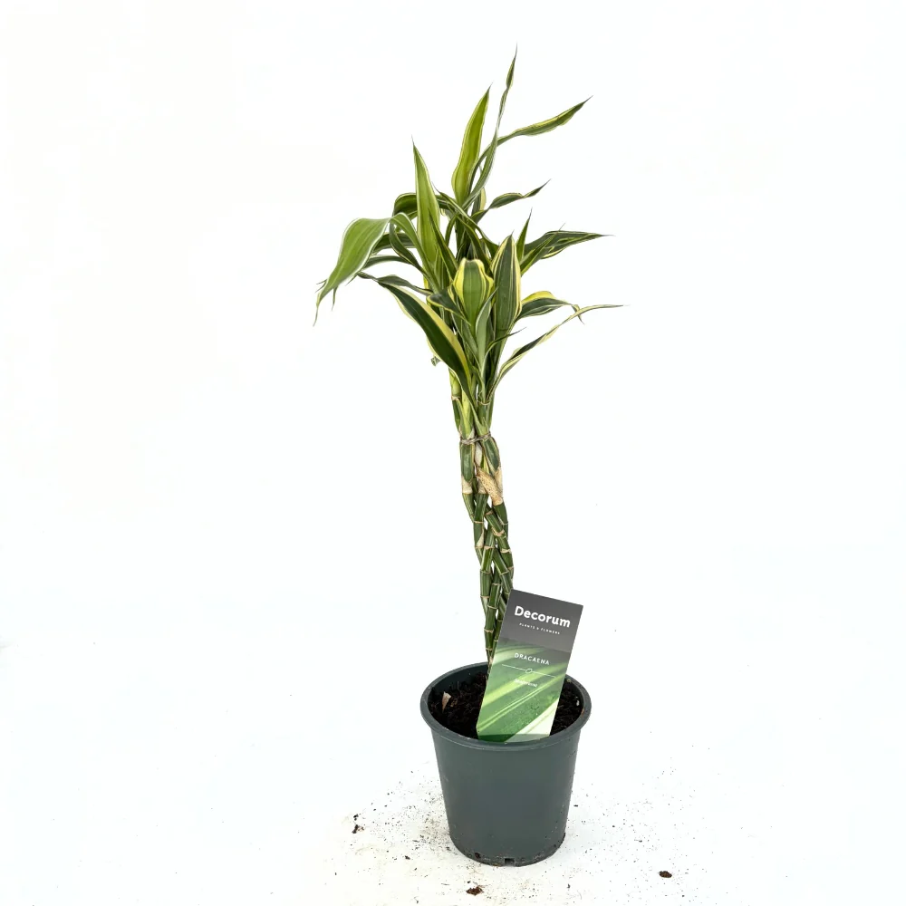 Bambus Norocos/Lucky Dracaena Marginata, 50 cm, 3 tulpini impletite - Image 8