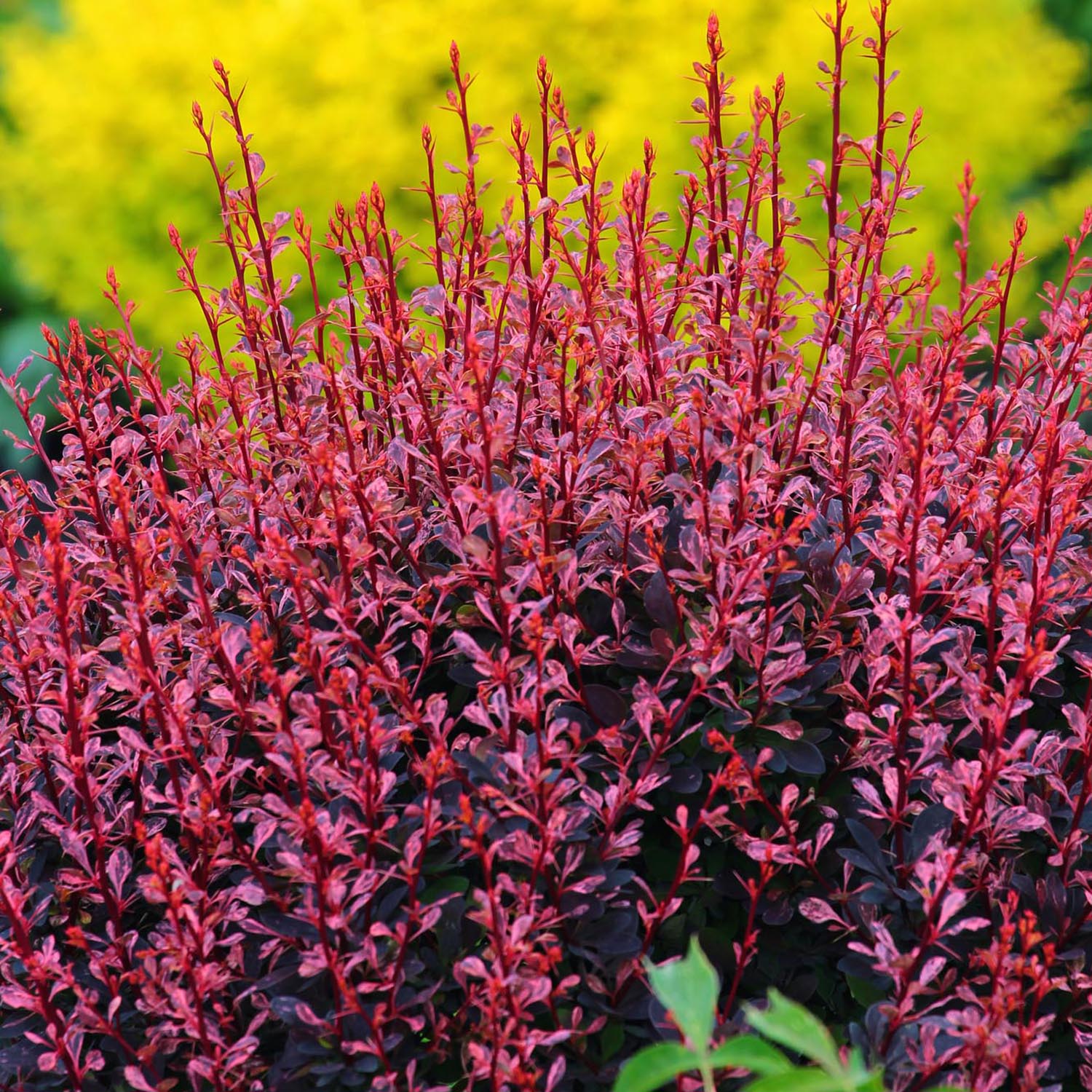 Dracila Berberis Japoneza  Atropurpurea, arbust decorativ cu frunze rosu-purpurii, gard viu mic sau borduri - Image 10