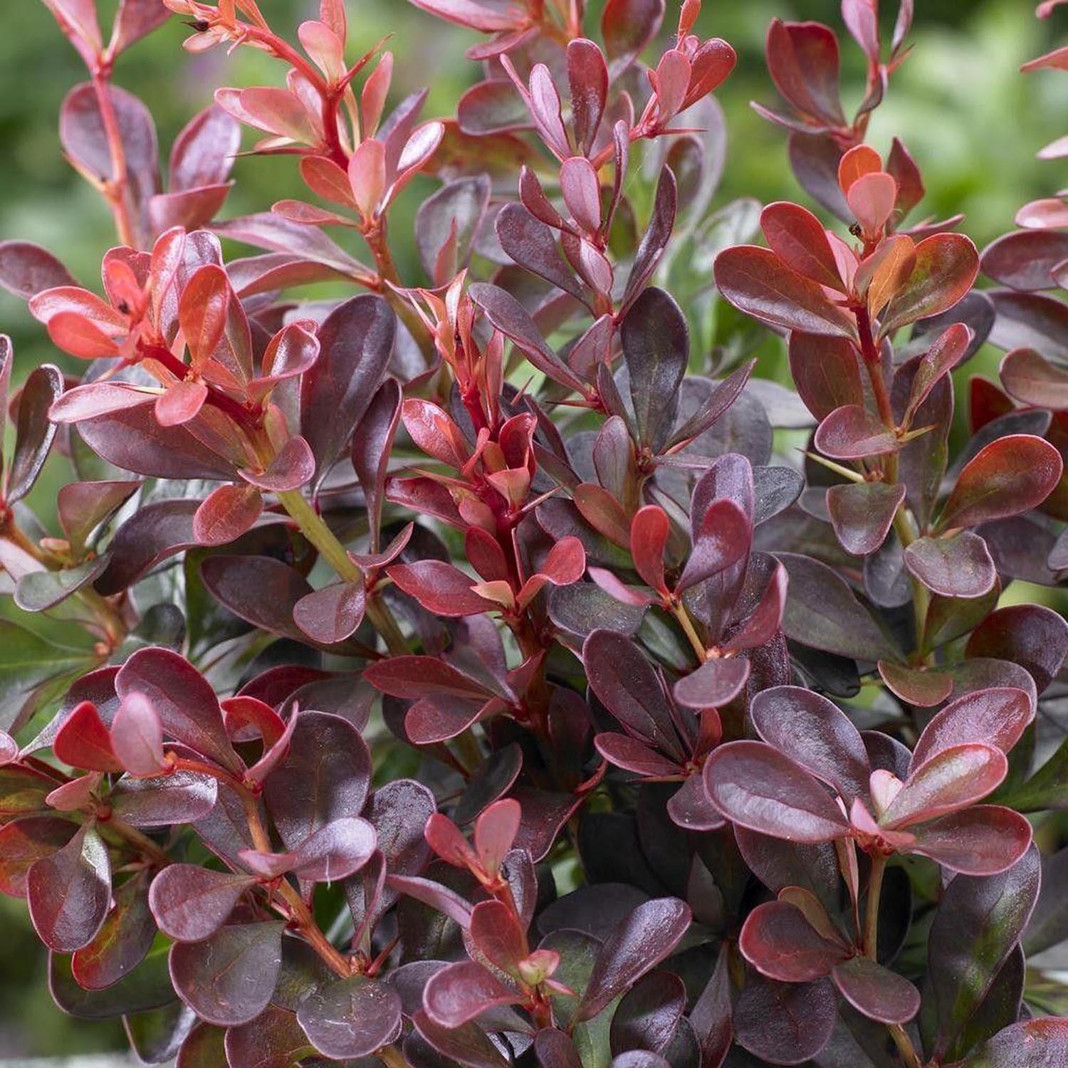 Dracila Berberis Japoneza  Atropurpurea, arbust decorativ cu frunze rosu-purpurii, gard viu mic sau borduri - Image 12