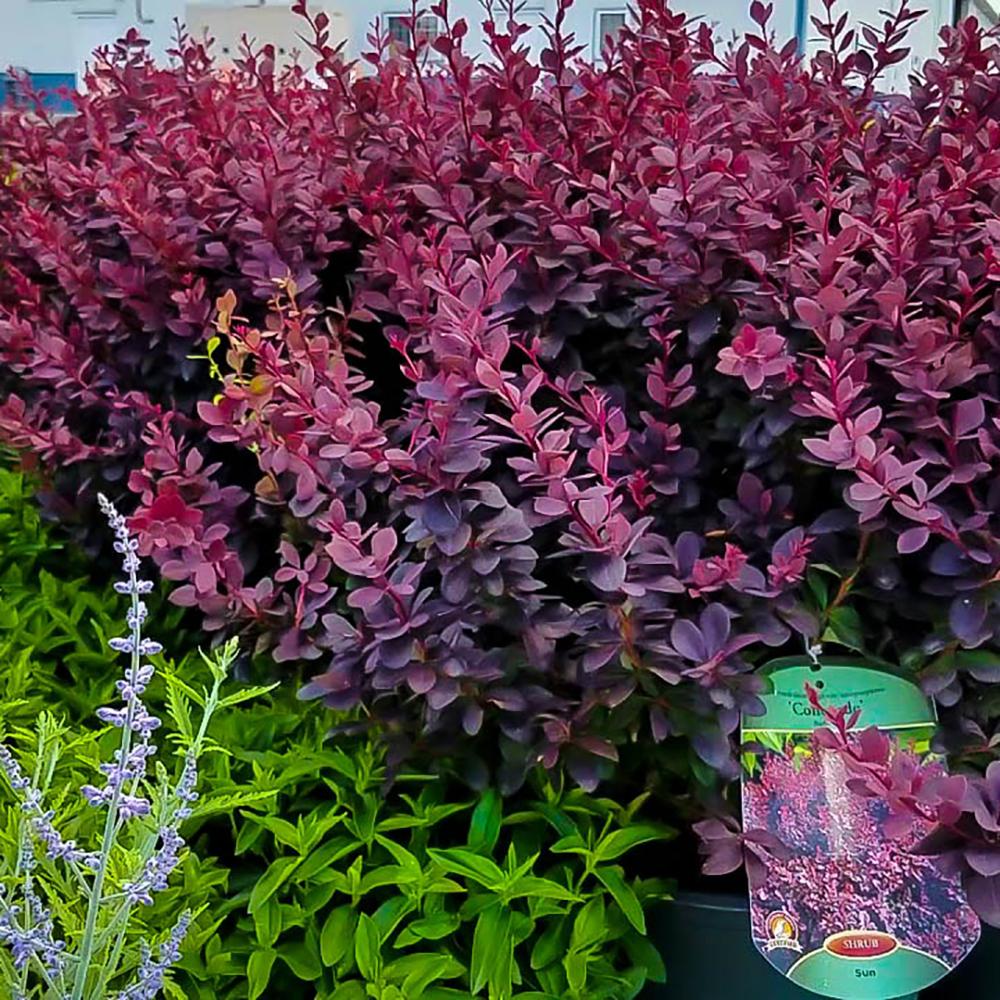 Dracila Berberis Japoneza  Atropurpurea, arbust decorativ cu frunze rosu-purpurii, gard viu mic sau borduri - Image 5